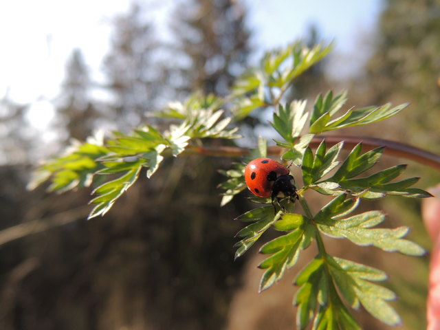 Bei diesem wunderschönen Frühlingswetter waren auch die Marienkäfer schon unterwegs.