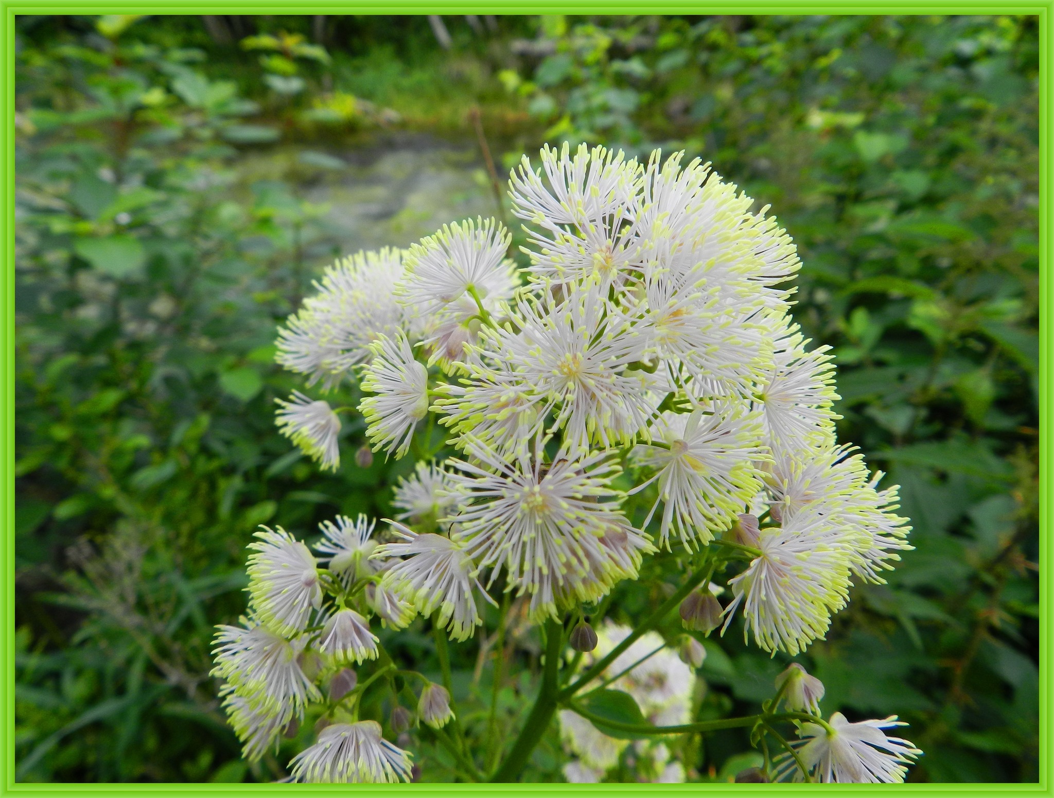 Die Gelbe Wiesenraute - Lungau