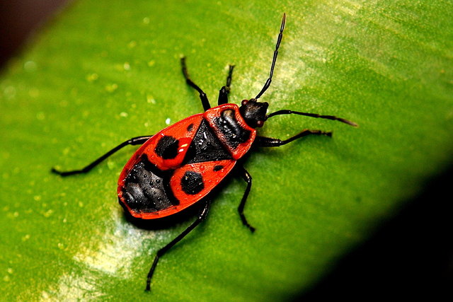 Feuerwanze (Pyrrhocoris apterus)
