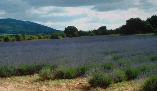 und Lavendel