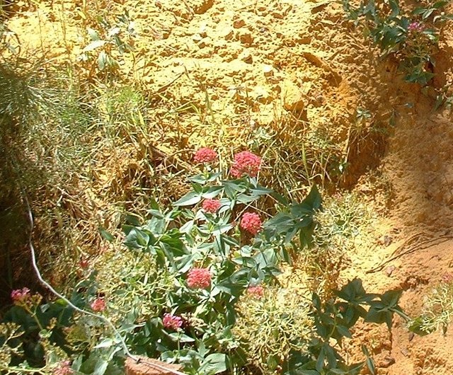 Blumen des Ocker