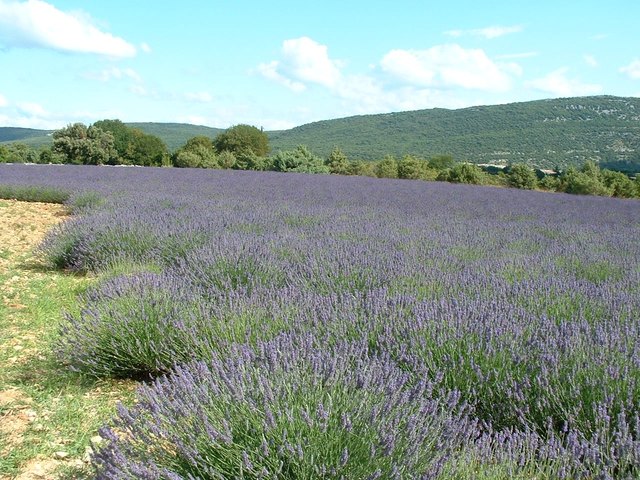 auf den Höhen der Cevennen - Lavendel
