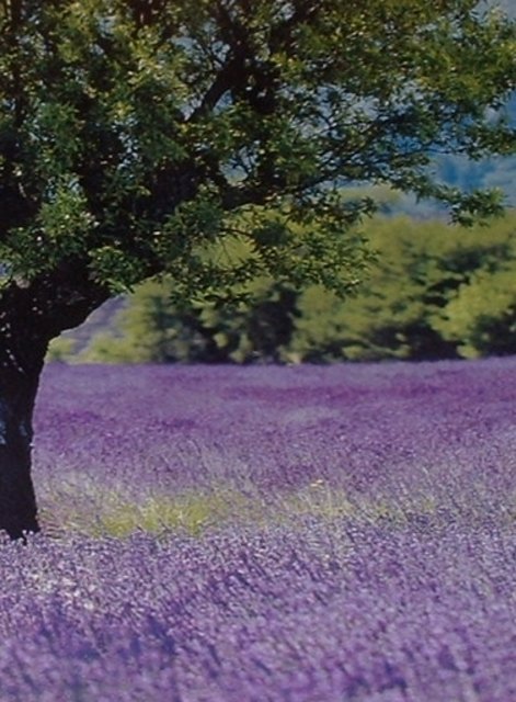 Lavendel