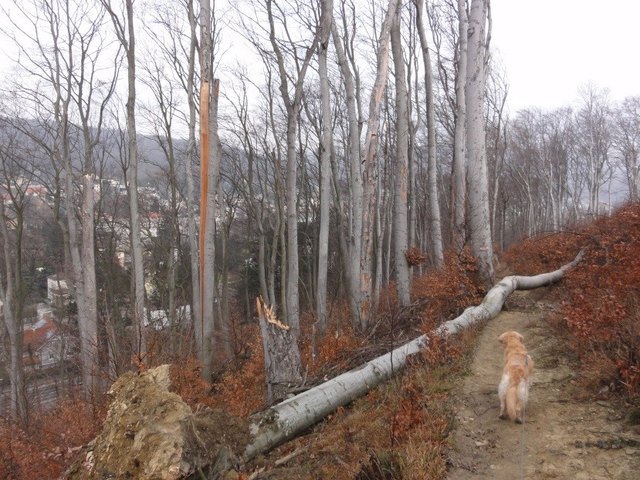 "Wollen Sie, dass Ihnen so ein Baum auf den Kopf fällt? Wir nicht!" Mit diesem Bild erklärt der Naturpark Purkersdorf die Notwendigkeit der Arbeiten | Foto: Naturpark Purkersdorf