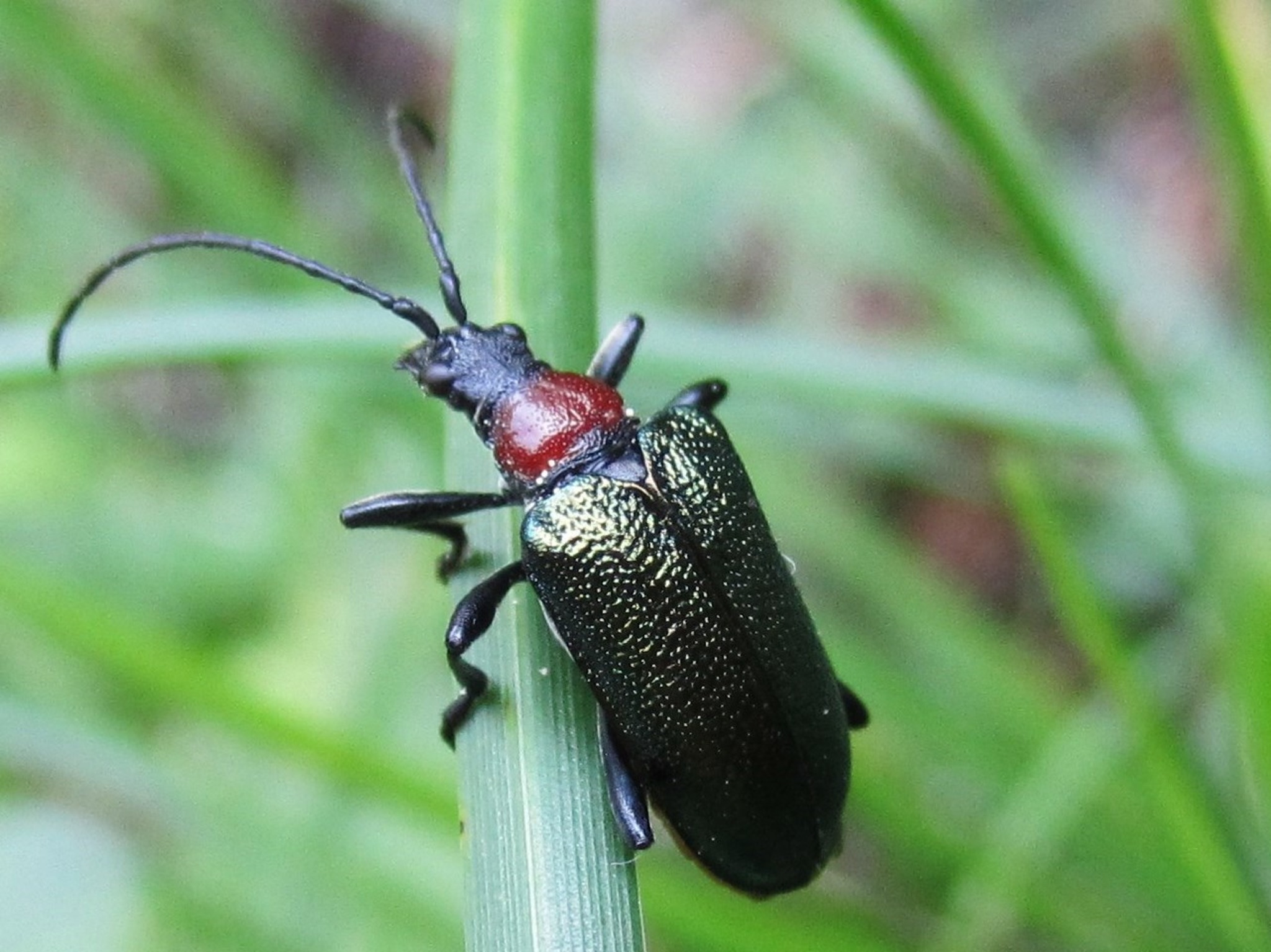 * Festhalten * schöner * Blaubock Käfer * Vöcklabruck