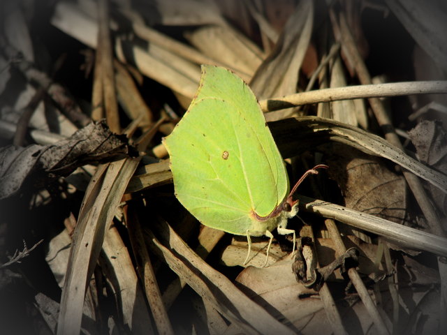 Sie sind leider schon sehr selten geworden. Im Frühjahr kommen sie aus dem Wald, man kann dieses Naturschauspiel toll beobachten. Die Falter leben ca. 12 Monate und haben somit die höchste Lebenserwartung aller mitteleuropäischen Schmetterlinge. Die Flügeloberseite ist bei lebenden Faltern fast nie zu sehen, da sie in Ruhe sofort ihre Flügel zusammenklappen.