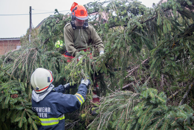 Einen Baum bei Sturmböen zu fällen, ist nicht ungefährlich.