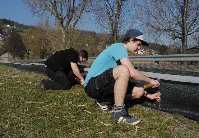 Die beiden Schüler der HLUW Christoph Brunner und Patrik Sabreff beim Aufstellen des Krötenschutzzaunes. | Foto: HLUW Yspertal