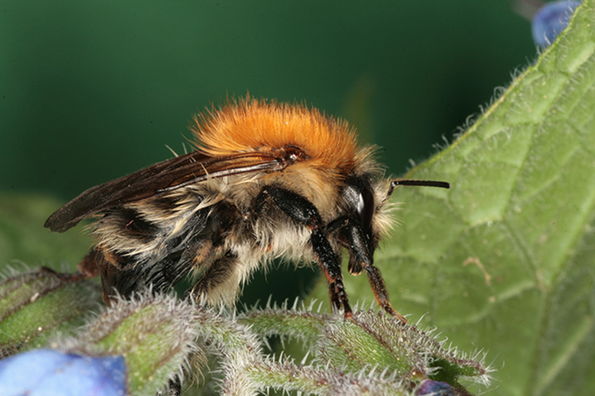 Best ubung Durch Hummeln Und Wildbienen Linz best-ubung-durch-hummeln-und-wildbienen-linz