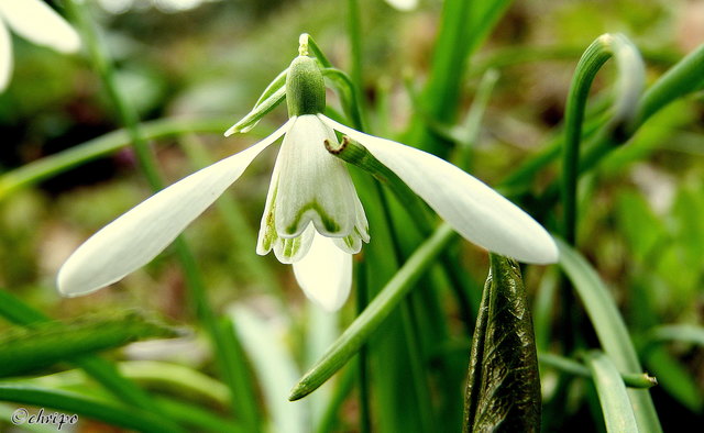 Platz 10: Einer der ersten Frühlingsboten fotografiert von Christa Posch
