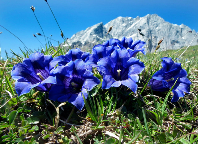 Blüht je nach Wetterlage zwischen Mitte Mai und Anfang Juni