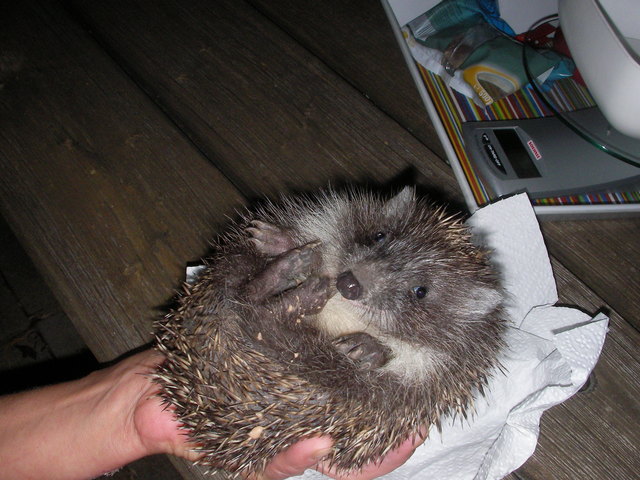 Viele Igel sind nach dem Winterschlaf geschwächt und benötigen menschliche Hilfe. | Foto: Kostner