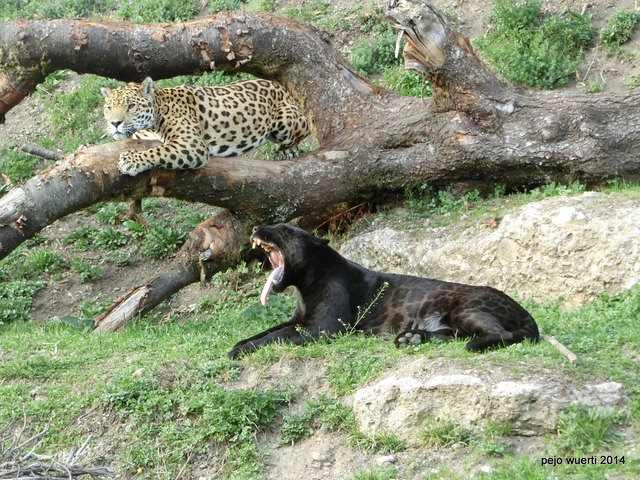 Hier als kleiner Ausflugtipp zu bestaunen:  Jaguar Sir Wiliam und "müde" Bonita  - bei Gott nicht langweilig der Zoo Hellbrunn - auch für und mit Kinder..
