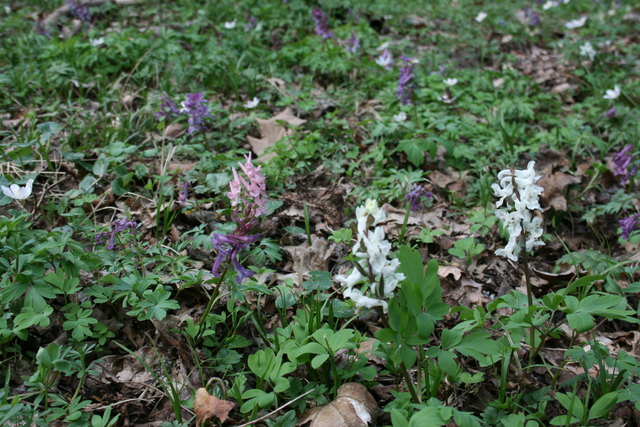 Sämtliche Farbschattierungen (lila, rosa, weiß) des Lerchensporns blühen hier nebeneinander. | Foto: Martin Wurglits