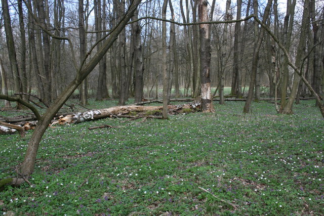Buschwindröschen und Lerchensporn bilden einen bunten Blütenteppich. | Foto: Martin Wurglits
