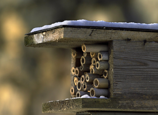 Wildbienen bevorzugen je nach Art kleine Hohlräume in Hartholzscheiben, Staudenstängeln oder getrocknetem Lehm. | Foto: Alexander Haiden