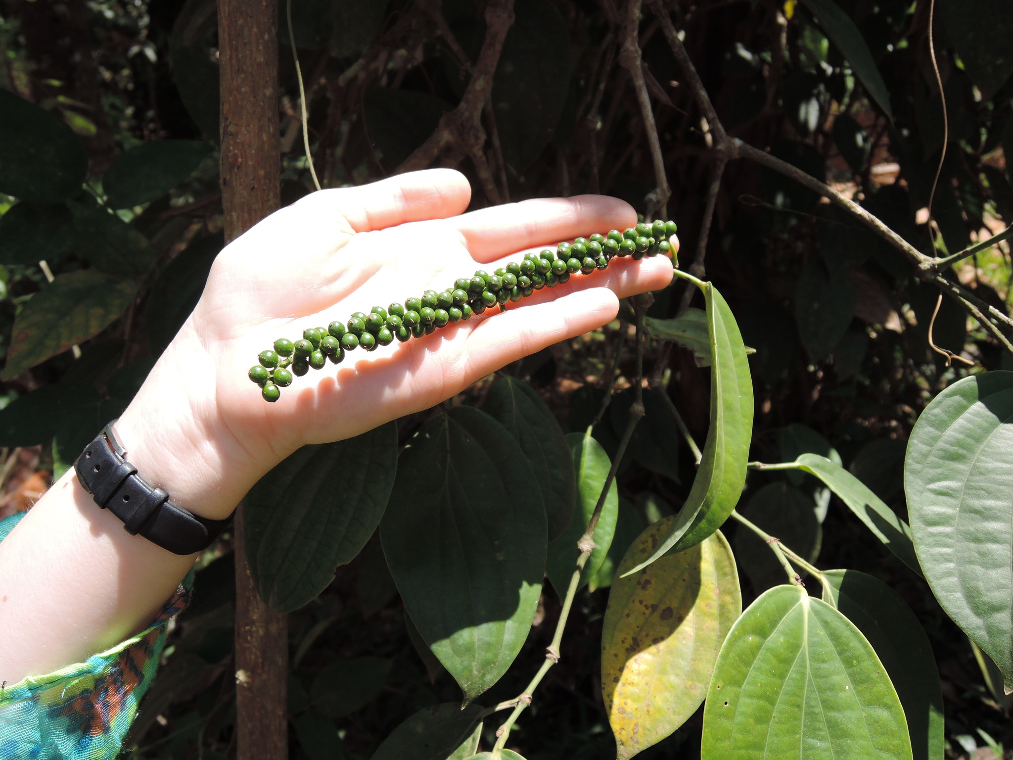 Zu Besuch, wo der Pfeffer wächst