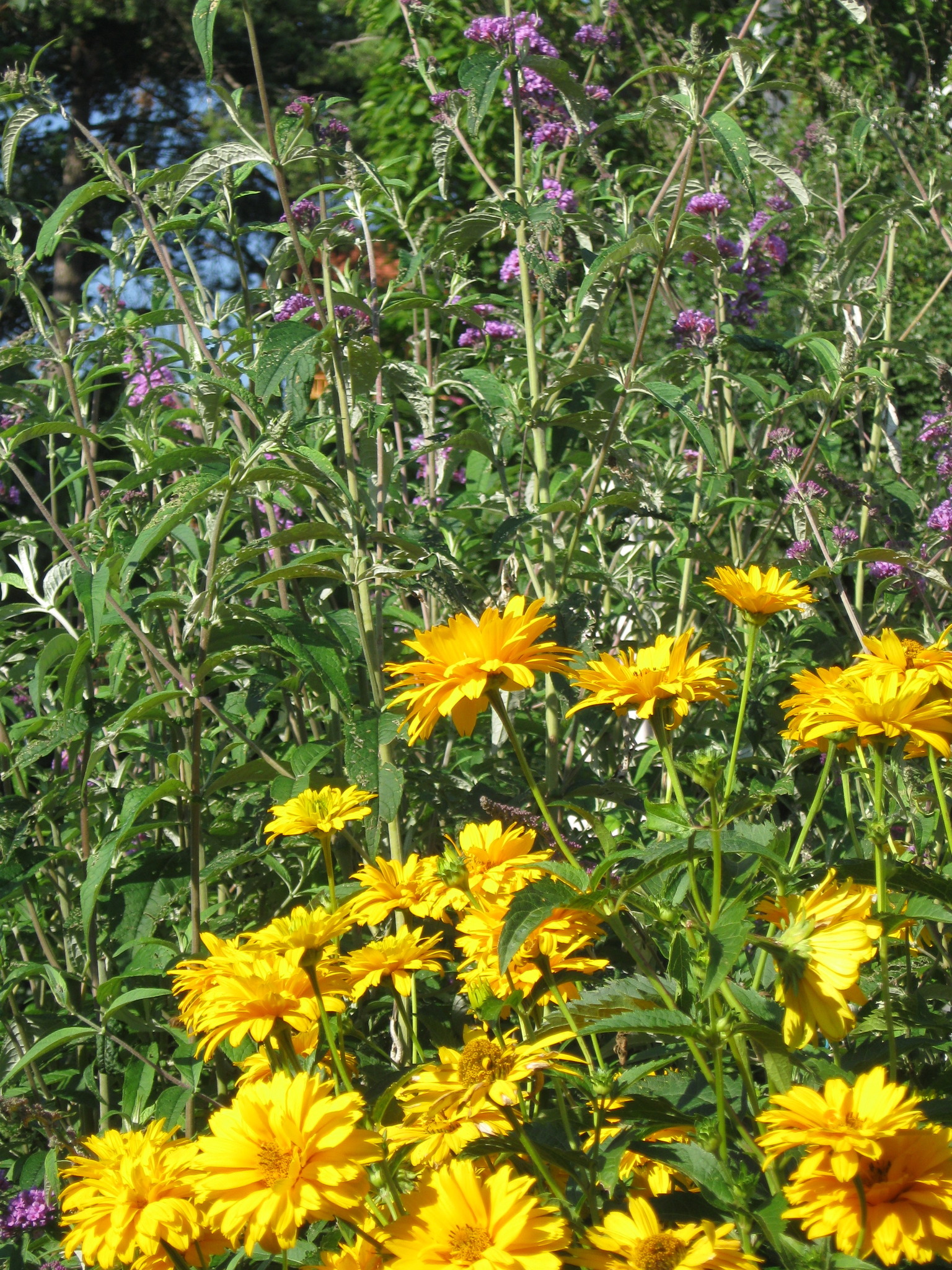 Unser GartenTipp im Juni Beipflanzung und Auswirkungen Imst