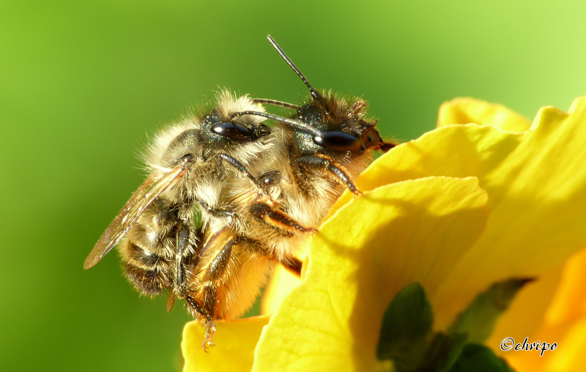 Paarungsakt der Biene - Ottakring