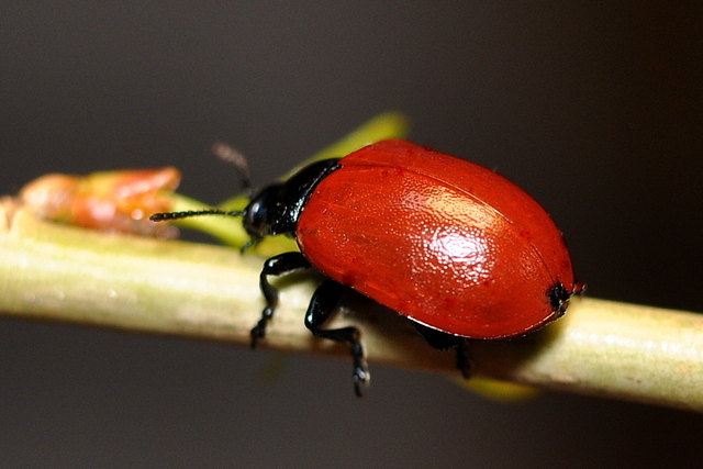 Der Rote Pappelblattkäfer (Chrysomela populi)