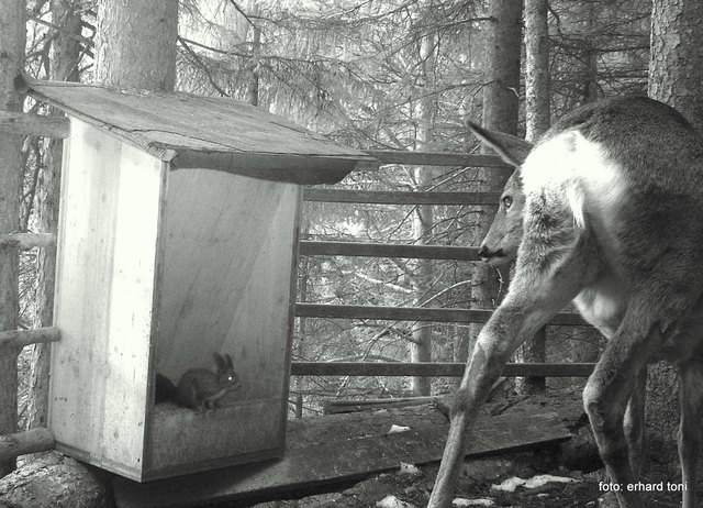 Begegnung an der Futterkrippe