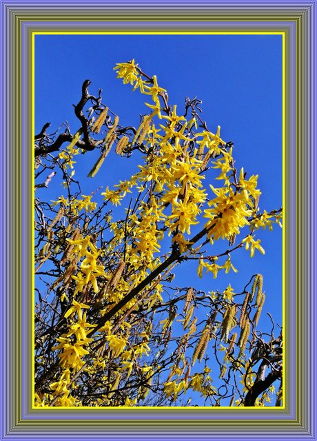 Korkenzieherhasel + Forsythie