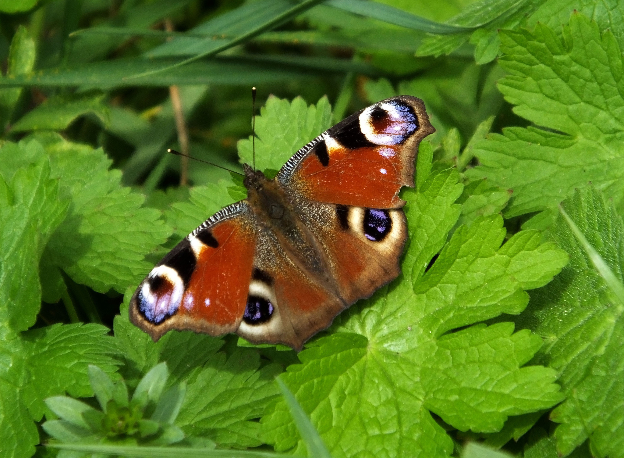 Ein Schmetterling im Grünen - Tennengau
