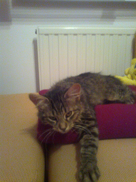 Katze Elli ist abgängig und wird gesucht.