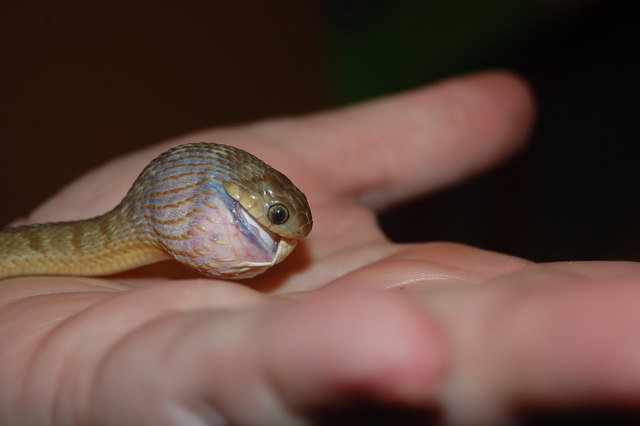 Sheldon, eine Eischlange, lebt im Science Pool. Einmal in der Woche bekommt der Zweijährige ein Wellensittich-Ei.
