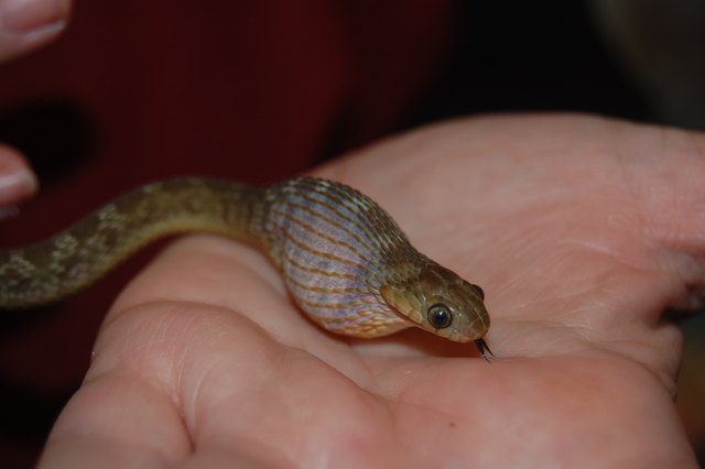 Sheldon, eine Eischlange, lebt im Science Pool. Einmal in der Woche bekommt der Zweijährige ein Wellensittich-Ei.