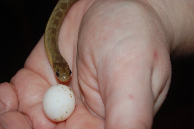 Sheldon, eine Eischlange, lebt im Science Pool. Einmal in der Woche bekommt der Zweijährige ein Wellensittich-Ei.