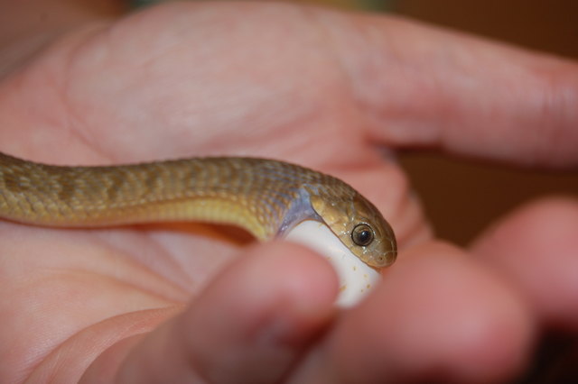 Sheldon, eine Eischlange, lebt im Science Pool. Einmal in der Woche bekommt der Zweijährige ein Wellensittich-Ei.