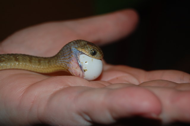 Sheldon, eine Eischlange, lebt im Science Pool. Einmal in der Woche bekommt der Zweijährige ein Wellensittich-Ei.