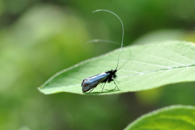 Langhornmotte (Adela reaumurella ) Sp 14-18 mm
