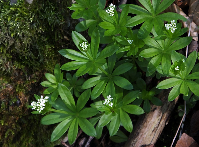 Der Waldmeister gehört zur Familie der Rötegewächse.
