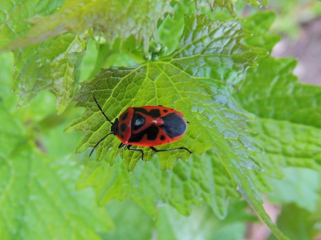 Baumwanze Eurydema ornata, auch Schmuckwanze,  auf Knoblauchsrauke