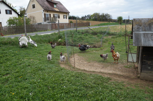 Truthähne, Pfaue, Hühner , alle haben genug Auslauf hier am Bauernhof in Kraubath.