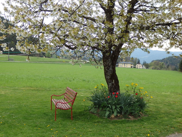 Wenn der Kirschbaum blüht, dann ist es Frühling!