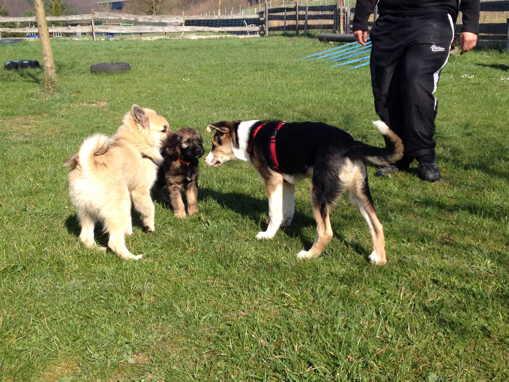 Hundewelpen Spiele Hundewelpen Spiele