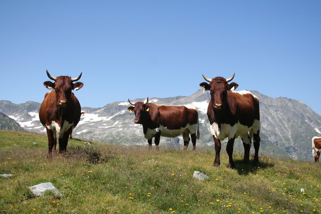 Pinzgauer Rind. | Foto: Privat