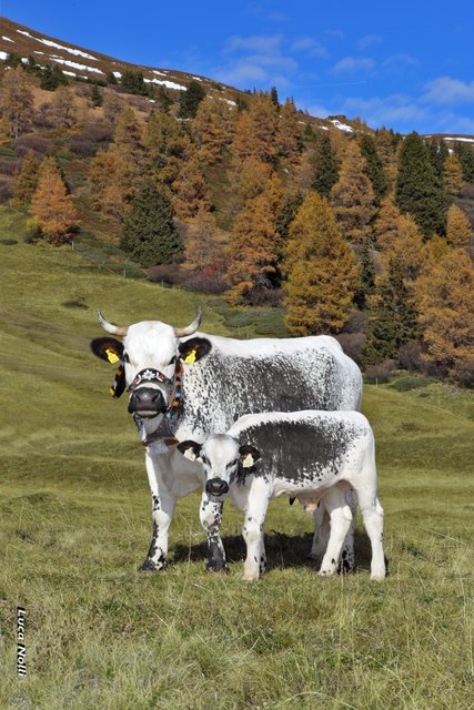 Pustertaler Sprinzen