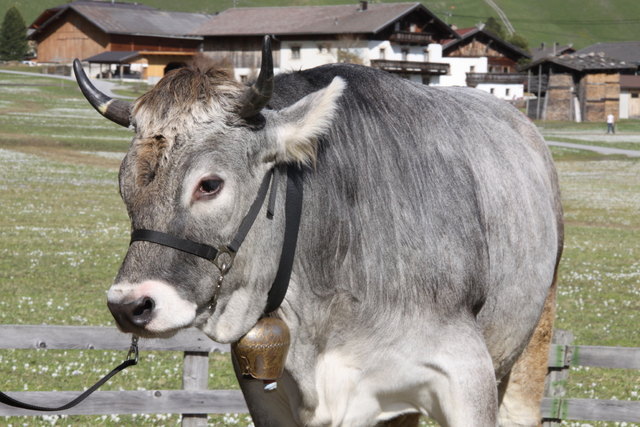 Tiroler Grauvieh | Foto: Privat