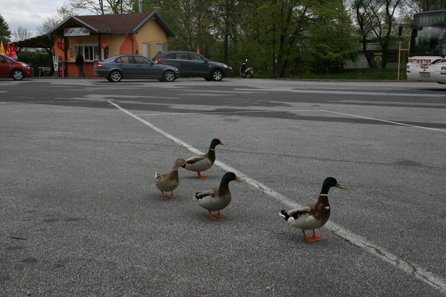 Jeden Tag bevölkern diese vier Enten den Güssinger Festwiesenparkplatz. Völlig ungeniert und ohne Scheu. Manchen Menschen watscheln sie regelrecht hinterher, anderen schauen sie aus einem halben Meter Entfernung beim Jausnen zu.