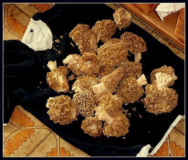 Die Speise- oder Rund-Morchel (Morchella esculenta) ist eine Schlauchpilzart aus der Gattung der Morcheln (Morchella).