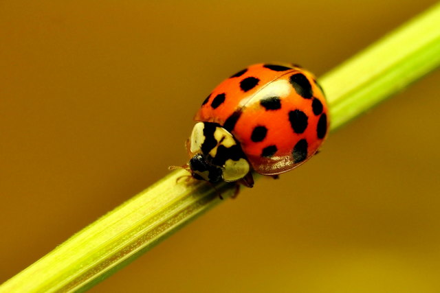 Asiatischer Marienkäfer (Harmonia axyridis)