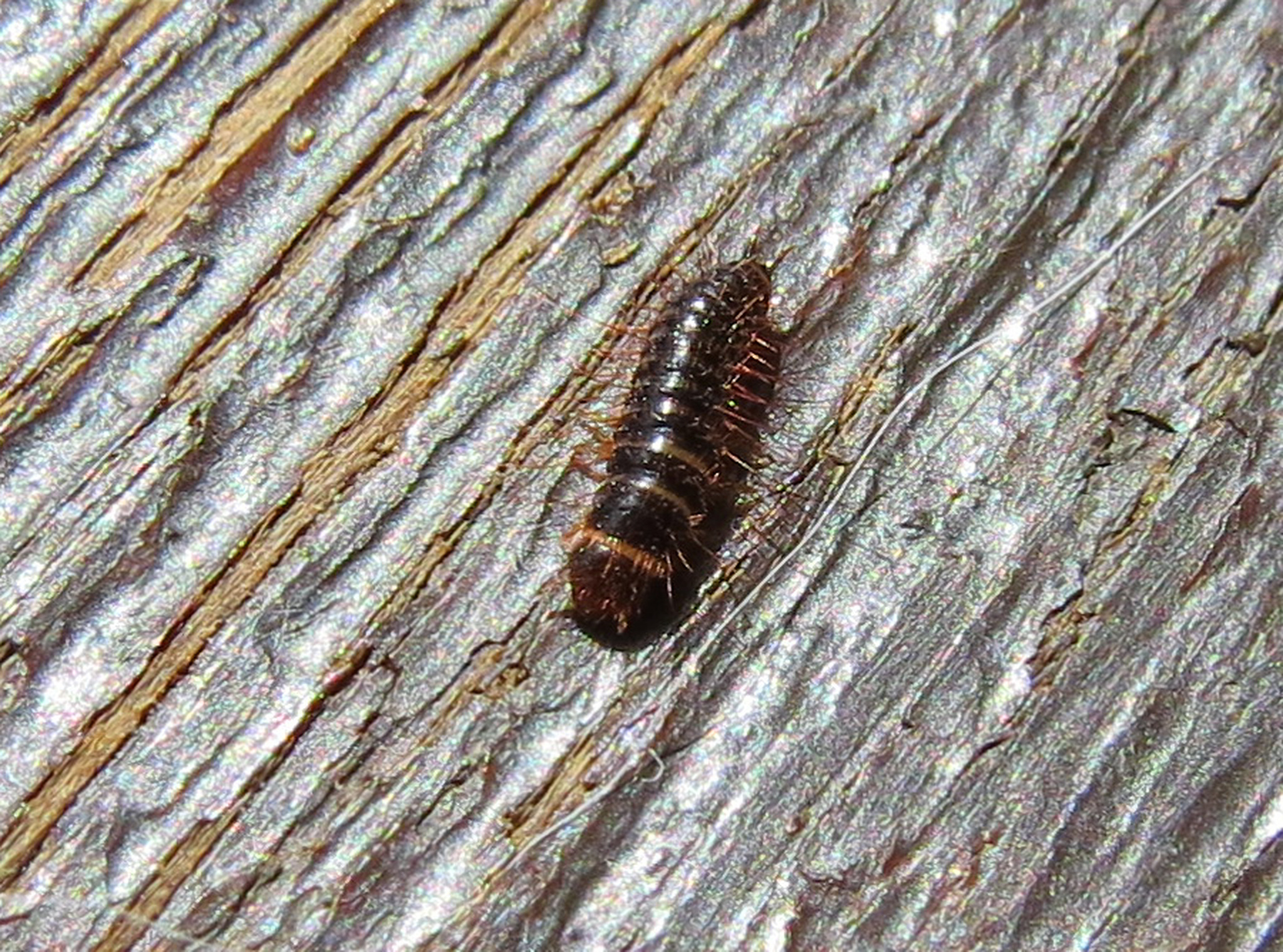 SpeckkäferLarve Lungau