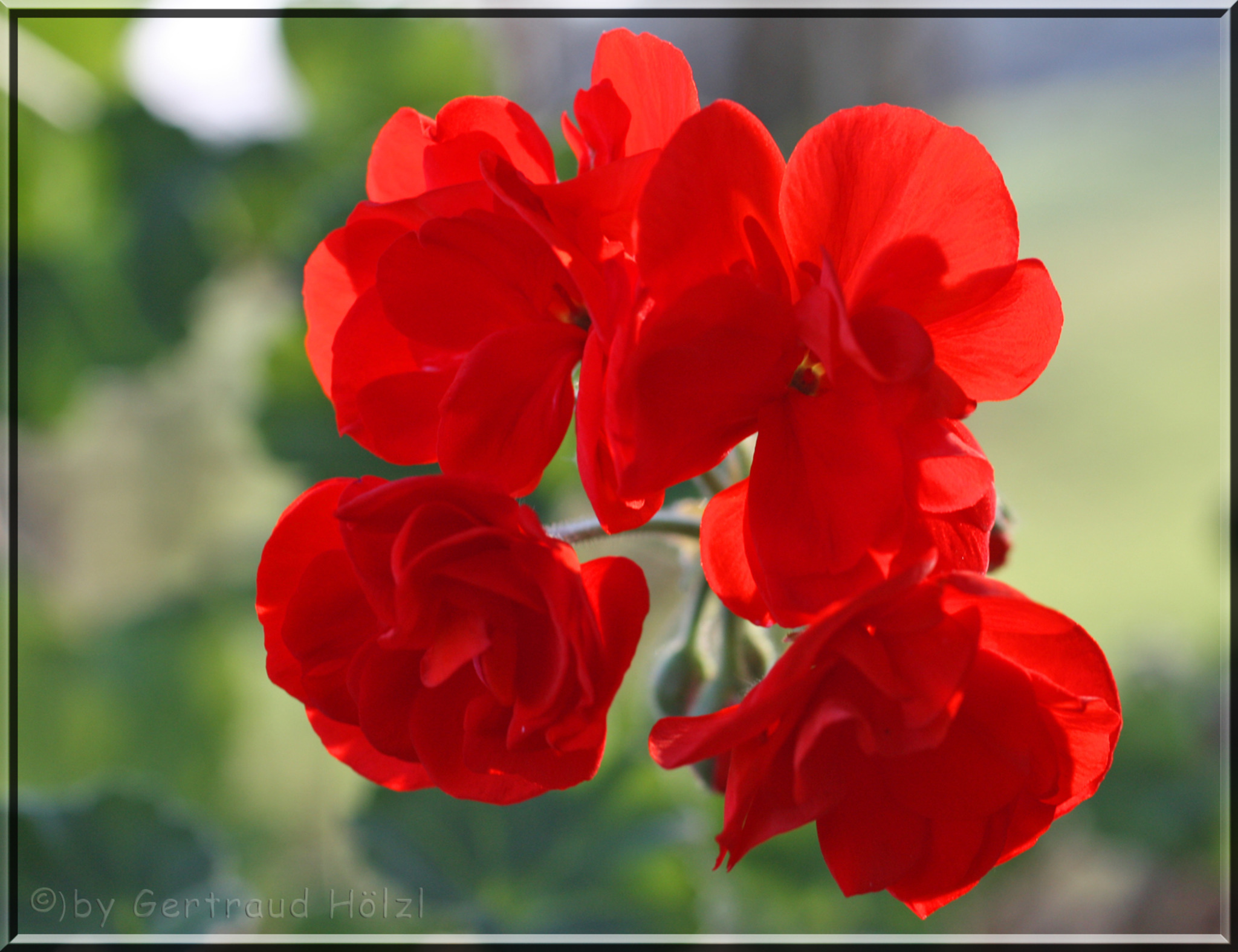 Die überwinterte Geranie blüht Flachgau