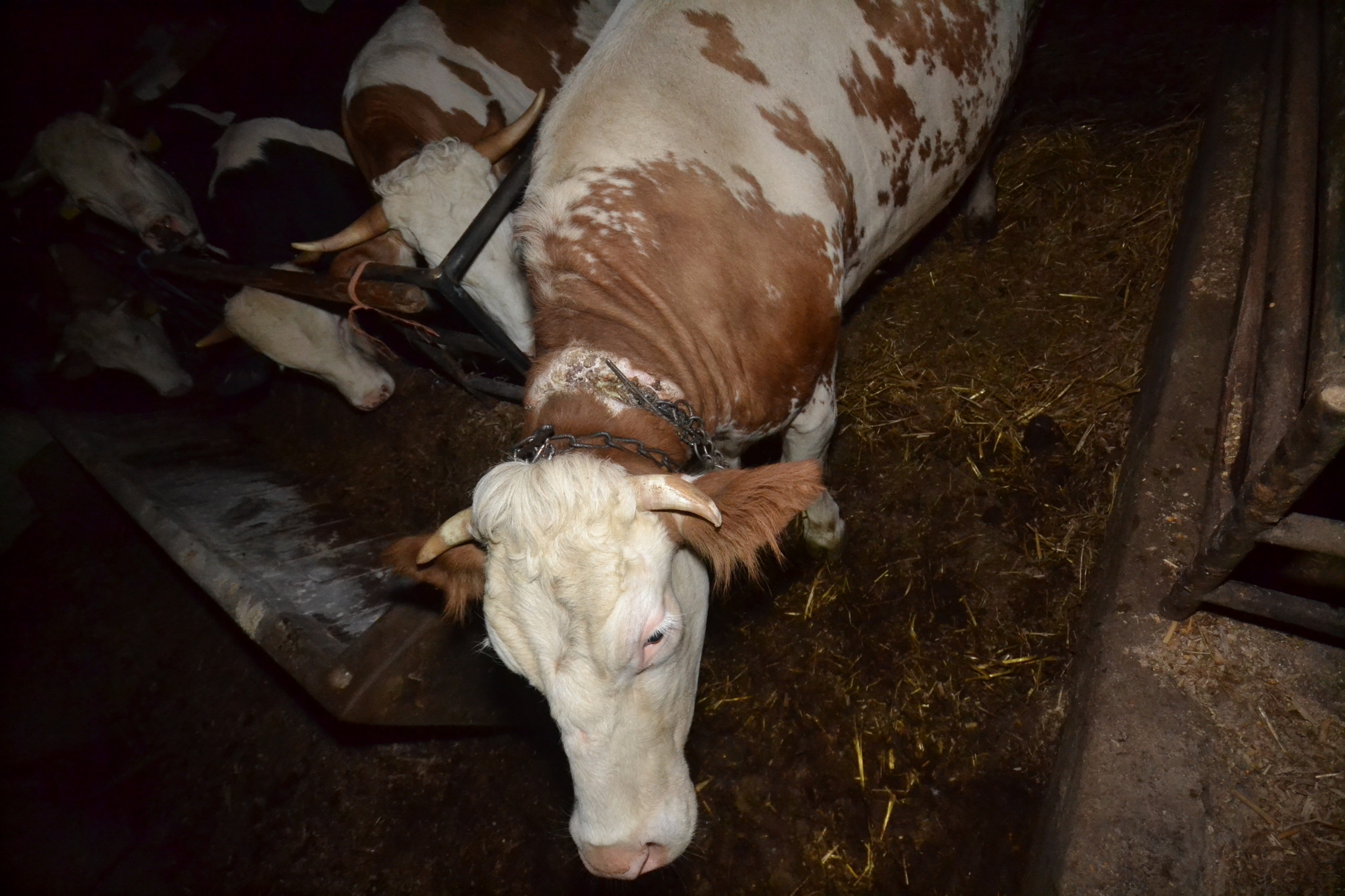 Eggmanns Ketten gruben sich in die Hälser von Rindern Waidhofen/Thaya