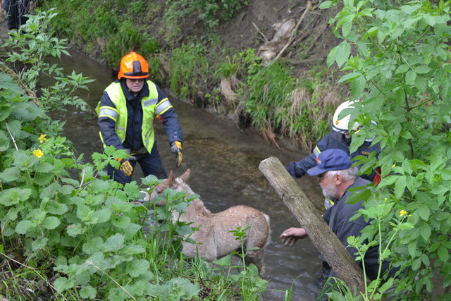 Kommandant Franz Parits bei der Rettung des Fohlens