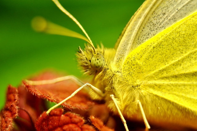 Kleiner Kohlweißling (Pieris rapae) Sp 40-50 mm Weibchen